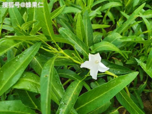 藤蕹和空心菜的种植有区别吗