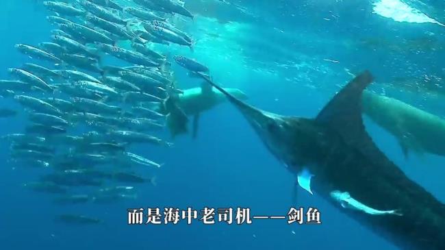 为什么海里的鱼更安全