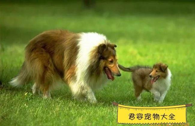 给狗狗起名字