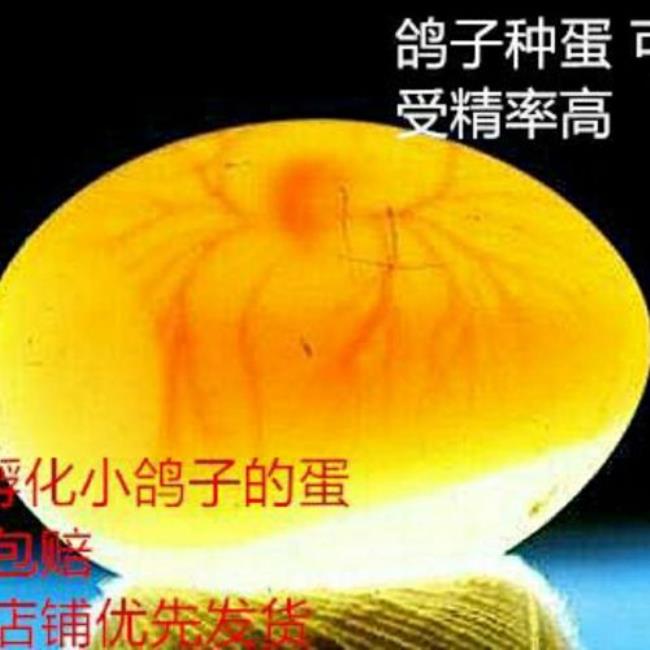 鸽子多少天能孵出