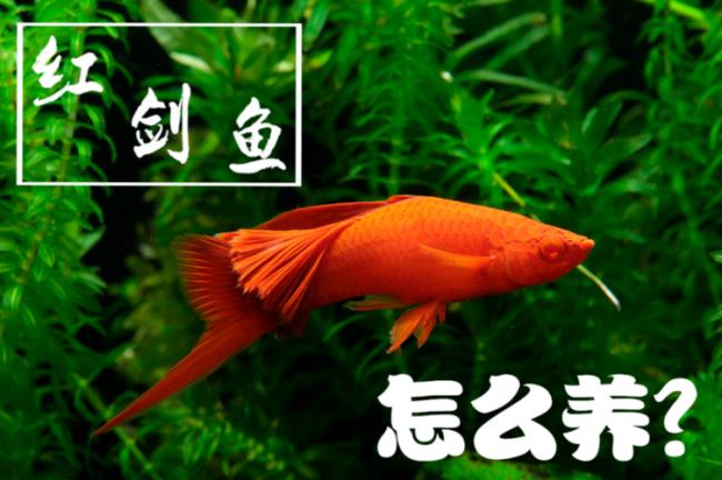 红玛丽和红剑是一种鱼吗