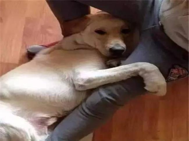 大腿抱是什么意思