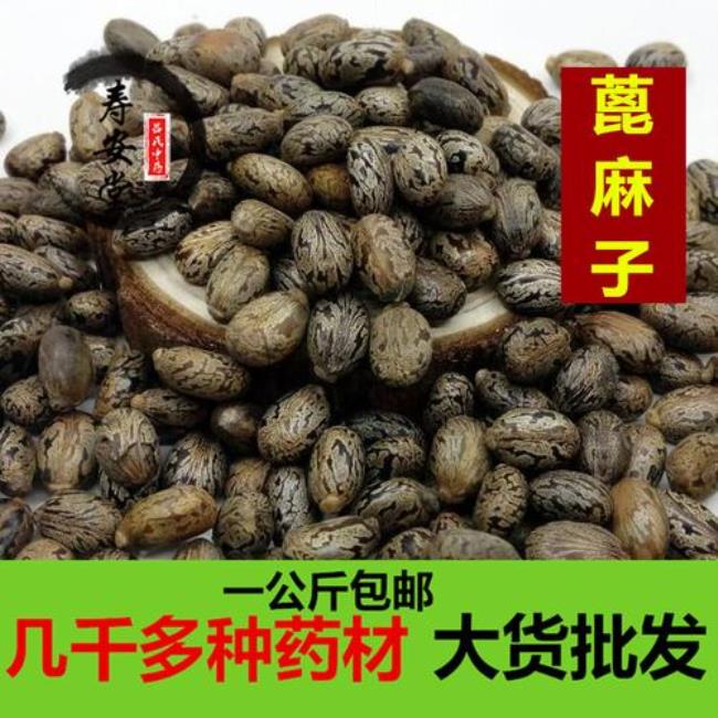 火麻仁是蓖麻子吗