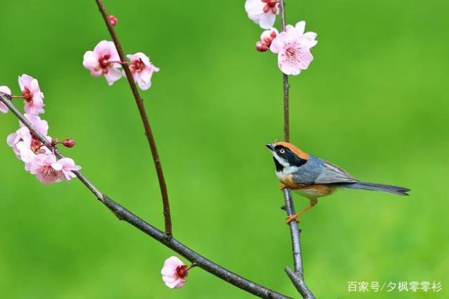 柳色早黄浅水文新绿微什么意思