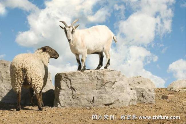 山羊是属于哪种羊