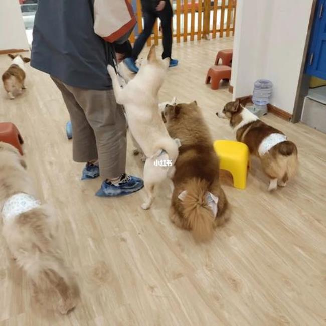 撸猫撸狗是什么意思