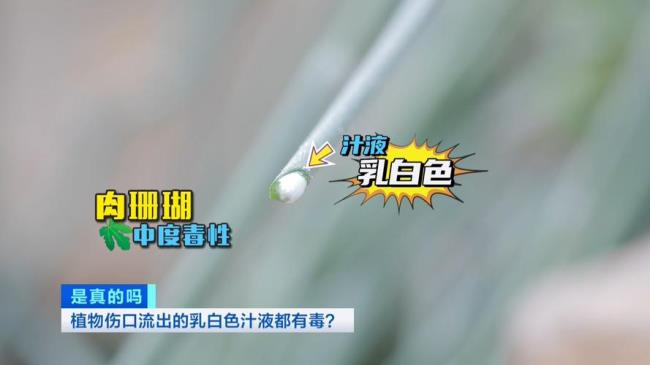 怎样提取植物的汁液
