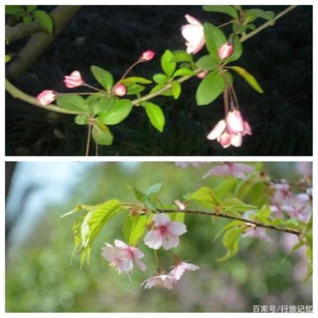 樱花的叶子发红