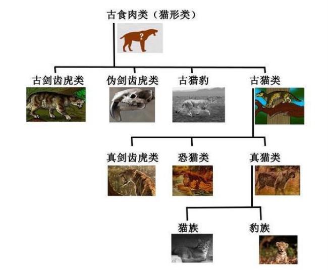 猫科动物怎么繁殖