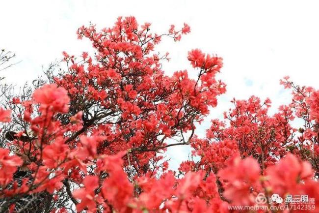 花开山岗红艳艳原唱是谁唱的