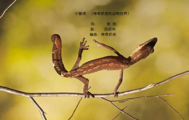 动物世界都有什么动物