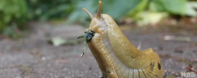 益虫捉害虫的故事