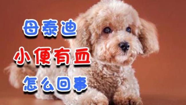 狗狗的小便怎么是红色的
