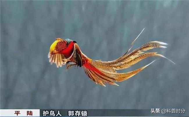 凤凰吃草吗