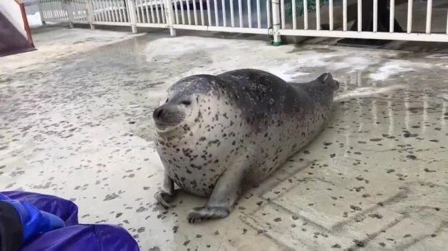 海豹和狗是一个祖先吗