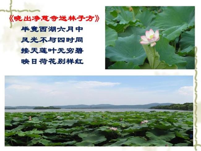 晓出净慈寺送林子方的诗意