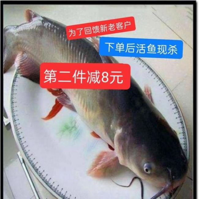 叉尾和钳鱼有什么区别