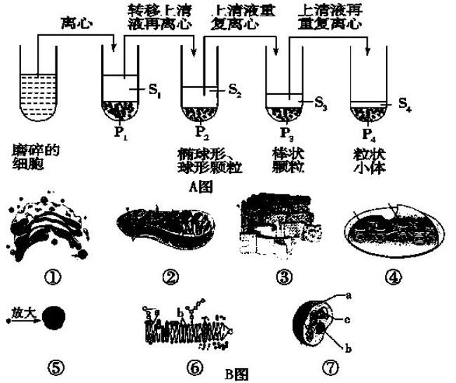 与受体形成有关的细胞器是什么