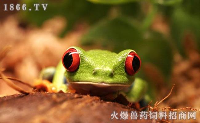 金钱蛙的养殖方法和注意事项