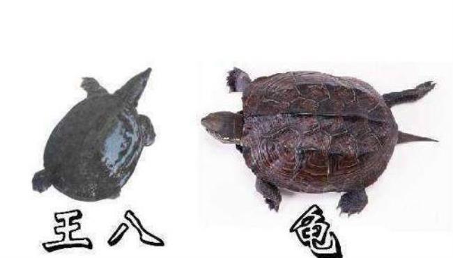 甲鱼怕蛇吗