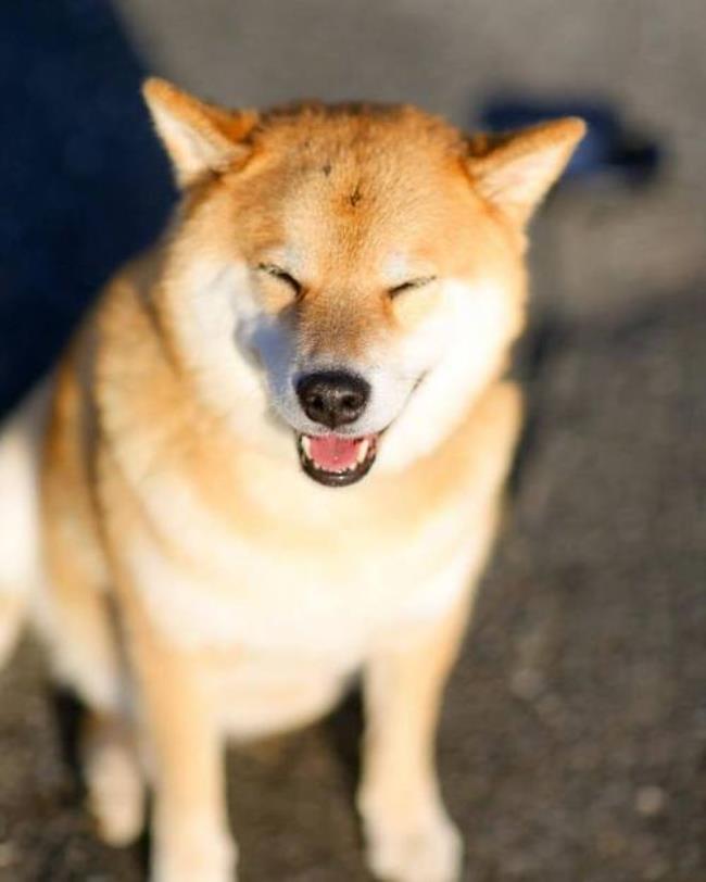 柴犬配对大全