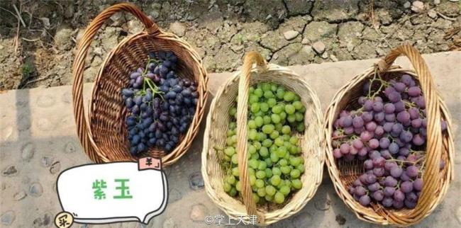 天津十大采摘园排名