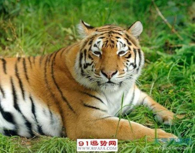 西虎和猛虎的外观区别