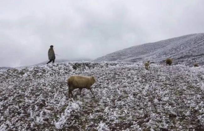 山地怎么放羊