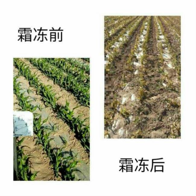 不怕霜冻经济作物