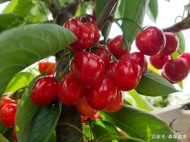 什么果树最高最大