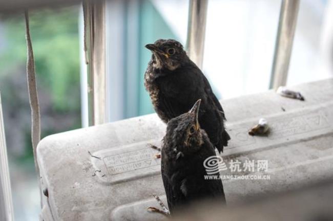 怎么找乌鸫的窝