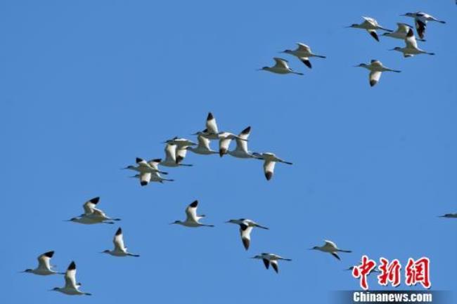 振翅飞翔什么意思