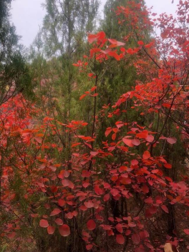 霜红于二月花是什么意思
