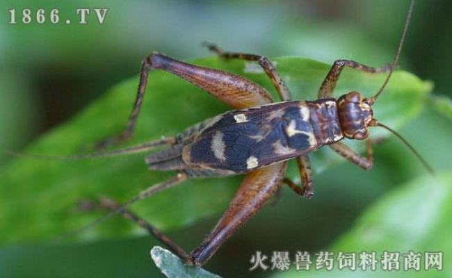 世界最有名蟋蟀
