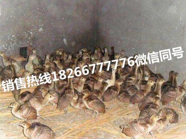 养殖一只孔雀需要多少钱成本