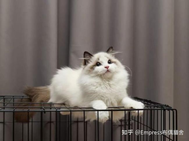 布偶猫能活多少年