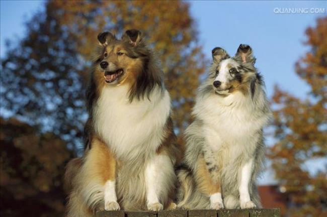 小型牧羊犬品种