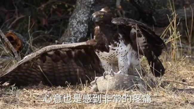老鹰和狗打架谁厉害