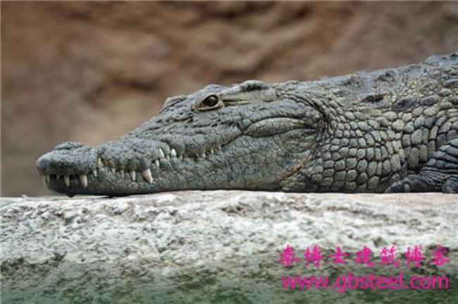 aligater和crocodile有什么区别