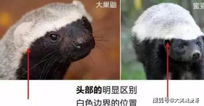 臭鼬是平头哥吗