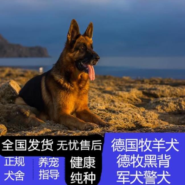 牧羊犬赛系和纯种哪个品相好