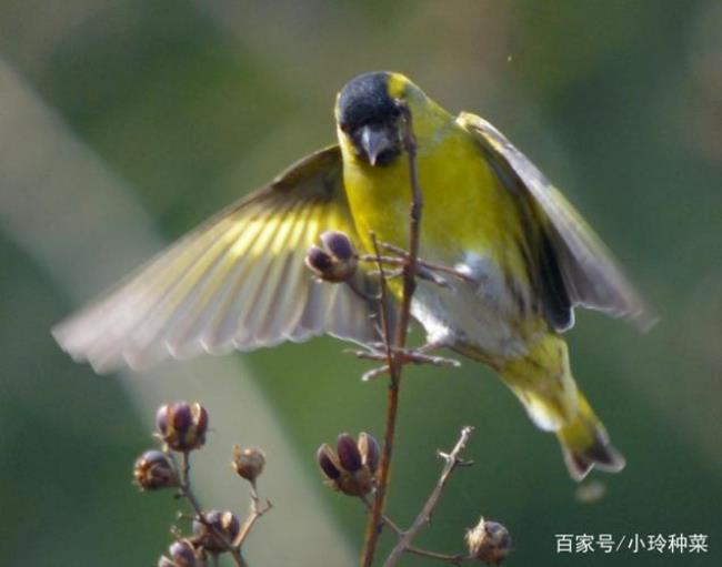 黄雀为什么在春天才有红下壳