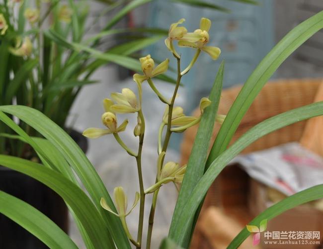 卢兰花是什么样子的