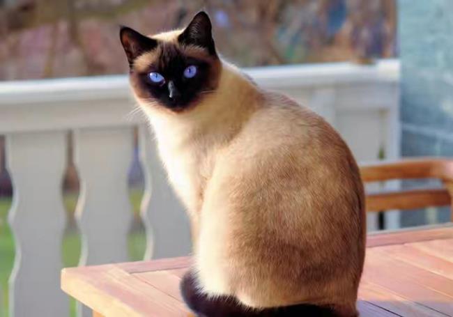 阿比西尼亚猫和暹罗猫怎么选