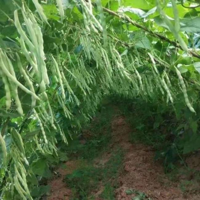 芸豆和豆角谁先发芽
