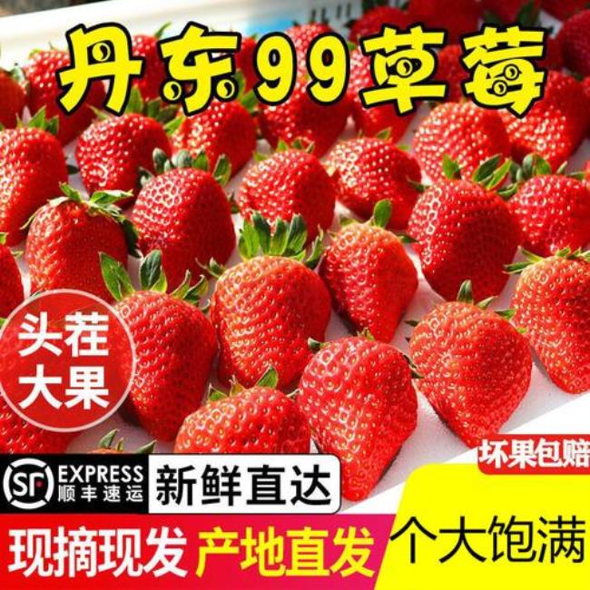 九九草莓的来历