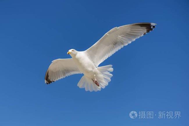 什么鸟最喜欢在天空翱翔