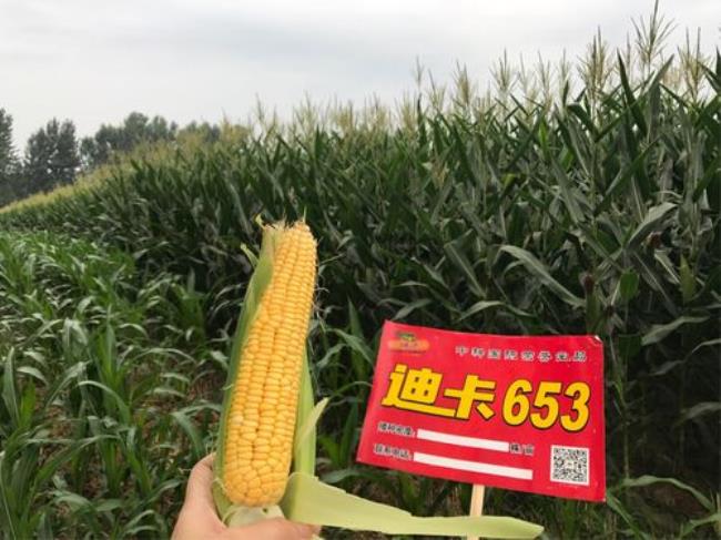 迪卡1998玉米种特性