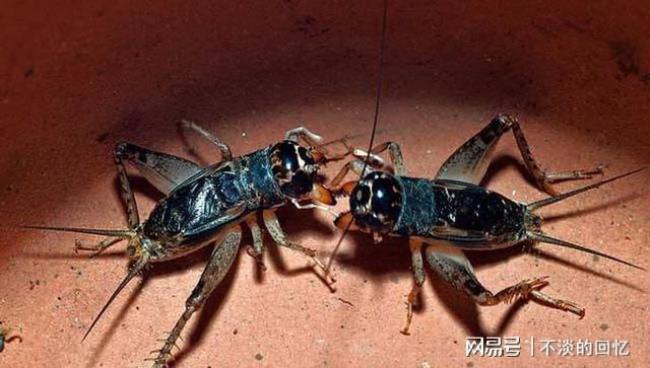 蟋蟀为什么会自己突然死亡