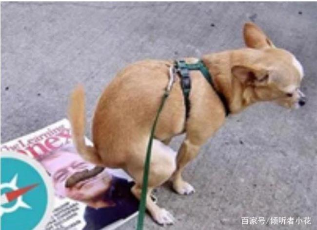 上不出厕所如何文雅说